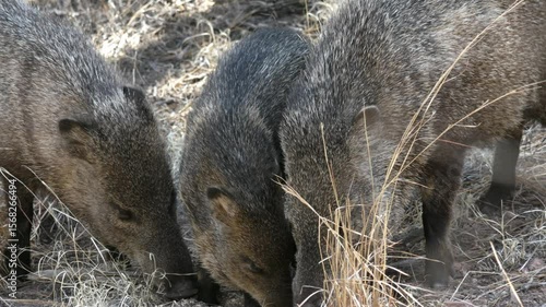 Peccary javelinas squadron group eating from the ground