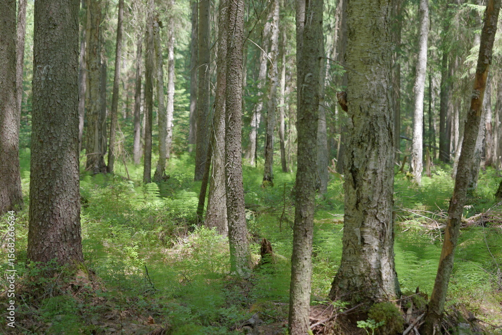 Fototapeta premium trees in the forest