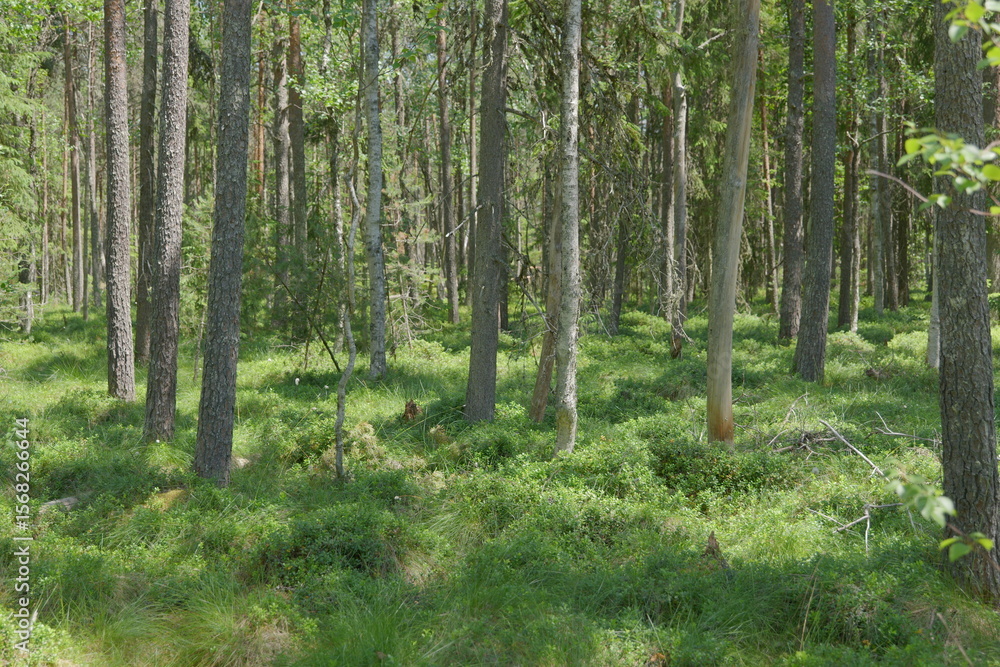 Naklejka premium trees in the forest