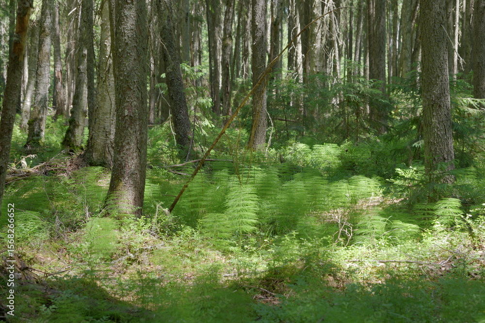 Obraz premium trees in the forest