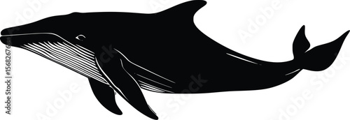 Elegant vector illustration:  powerful whale silhouette, marine life design.