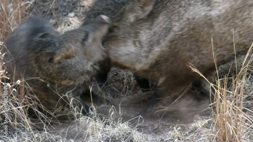 Older javelina reprimands a youngster while feeding