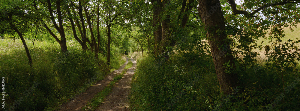 Obraz premium Im kühlen Grund des Waldes , Wanderweg bei großer Hitze angenehm