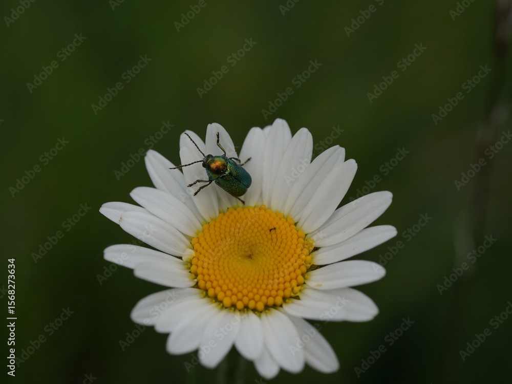 Fototapeta premium Käfer