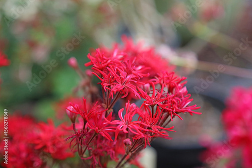 Macro image of red Zonal Geranium blooms, Kent England
