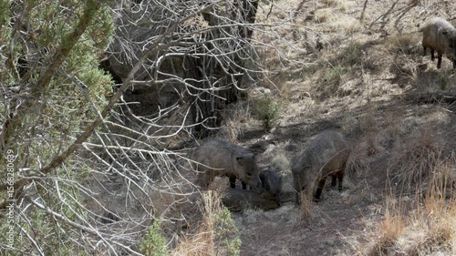Javelinas peccaries foraging in the mountains