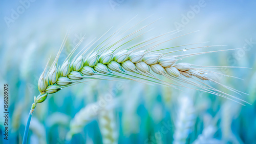 A macro photograph of a single wheat ear in sharp focus against a soft, blurred blue-gray background.