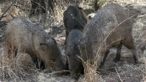 Javelinas peccaries close up feeding in the forest
