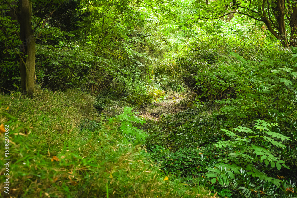 Obraz premium Lush greenery enveloping a serene valley during the golden hour in a tranquil forest setting