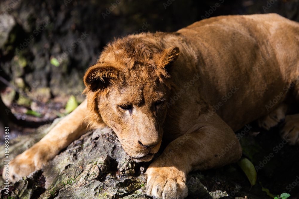 Naklejka premium A majestic wild lion, lioness, and their young cubs gaze intently, portraying a powerful family in nature