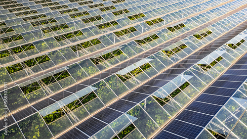 Sustainable greenhouse with rooftop solar panels bathed in morning sunlight for eco-friendly vegetable farming and renewable energy generation in a dual-use agricultural system.