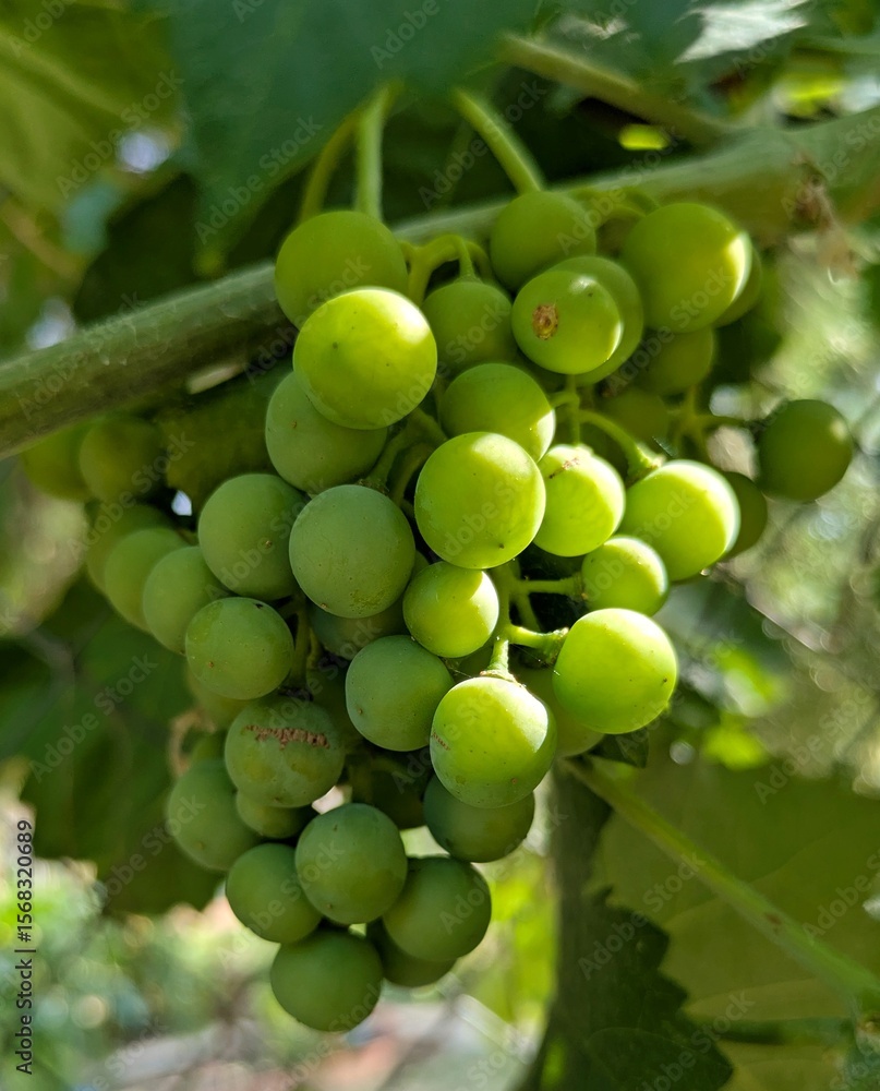 Vista de cerca de un racimo de uvas verdes pendientes de madurar Vista de cerca de un racimo de uvas verdes pendientes de madurar