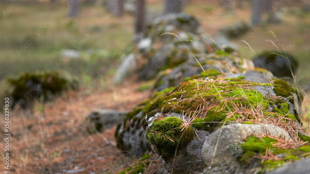Mountain boulders picturesquely covered with green moss and red fallen needles on the surface of the ground in a pine grove. The background is blurred. Mountain boulders picturesquely covered with green moss and red fallen needles on the surface of the ground in a pine grove. The background is blurred.