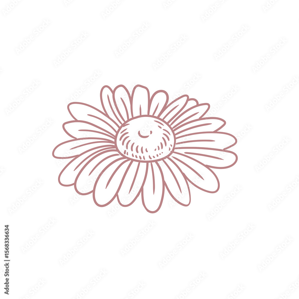 Fototapeta premium Original illustration of daisy flowers, minimalist ink line drawing