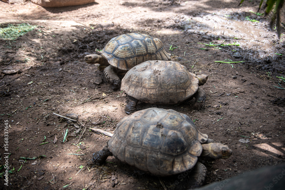 Obraz premium Three giant African tortoises