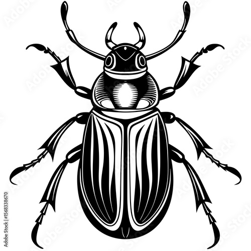 colorado potato beetle
