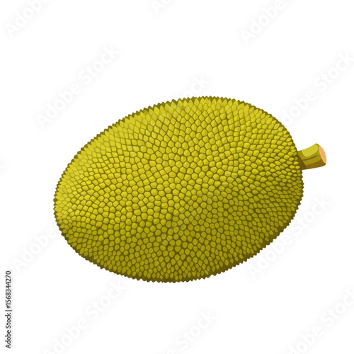 Jackfruit Vector Illustration