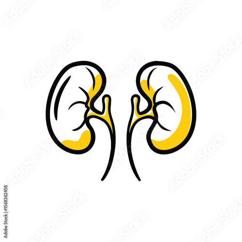 Cartoon Human Kidneys Anatomy Illustration