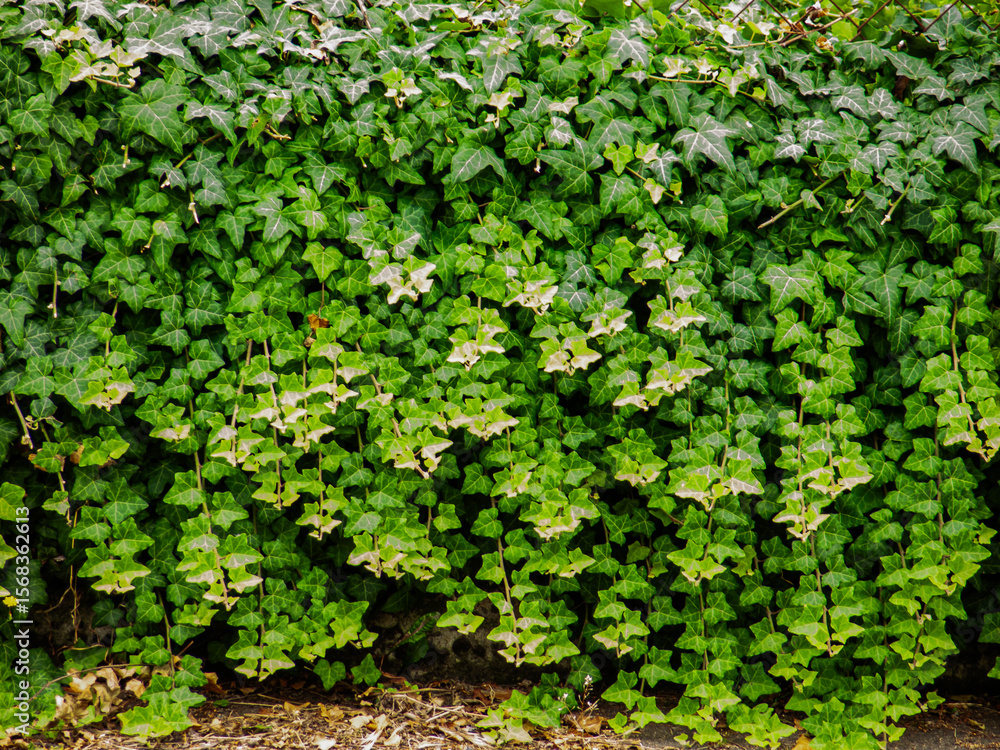 Obraz premium Wucherndes Efeu auf einer Mauer