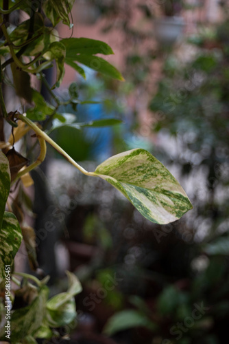 green leaves on the tree