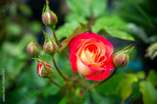 Wallpaper Mural Close-up of a blooming red and orange rose with water droplets, surrounded by rosebuds Torontodigital.ca
