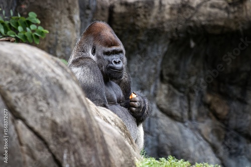 silverback gorilla