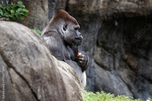 silverback gorilla