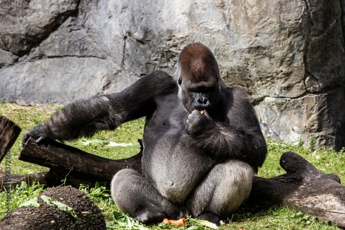 silverback gorilla