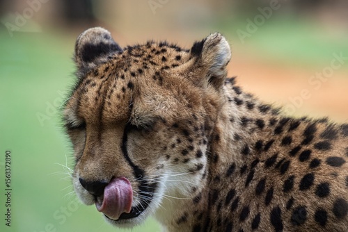 portrait of a cheetah