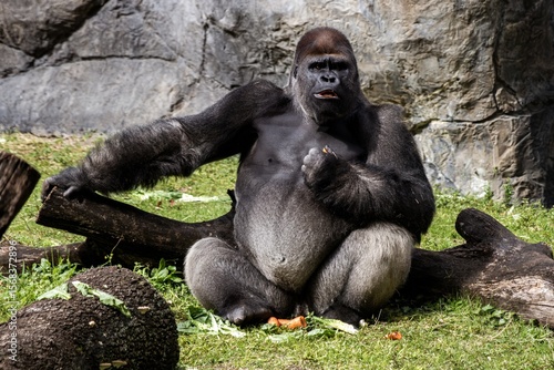 silverback gorilla