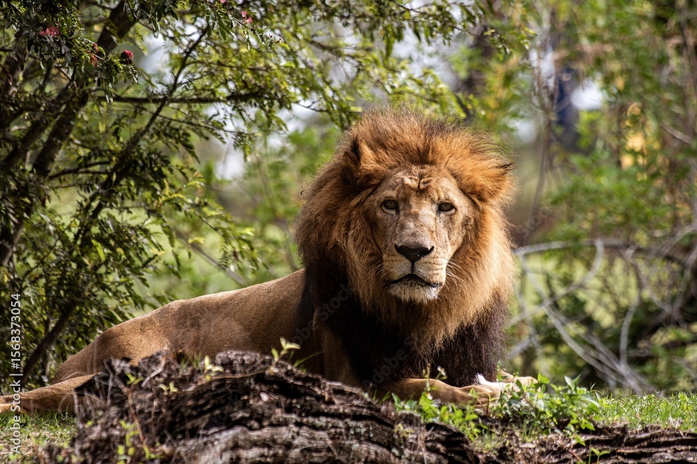 Obraz premium portrait of a lion