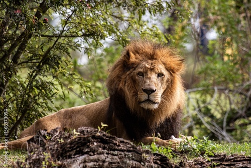 portrait of a lion