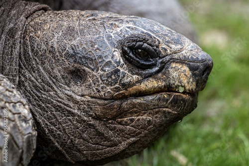 Aldabra tortoise