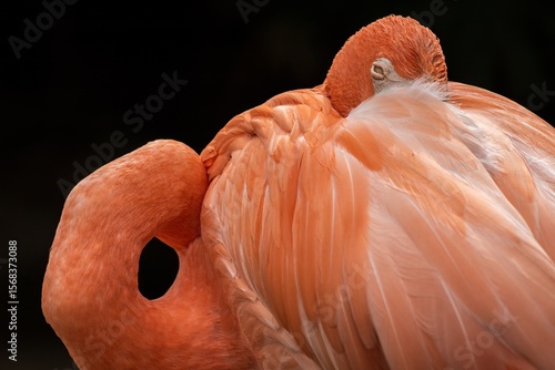 close up of a flamingo