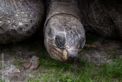 Aldabra tortoise