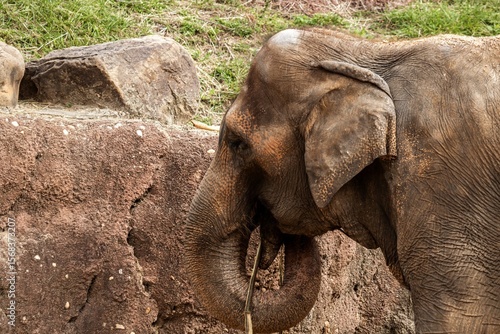 Asian elephant