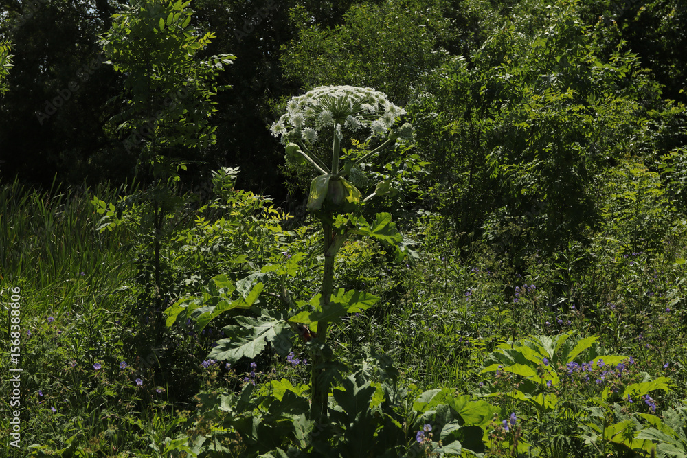 Fototapeta premium Hogweed plants growing in a vibrant green landscape with blooming wildflowers and lush vegetation during the summer season