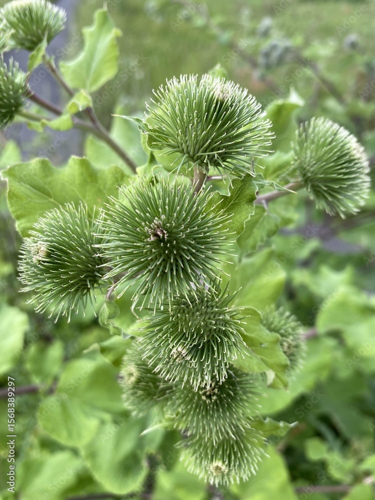 Close-up of green burdock plant Close-up of green burdock plant