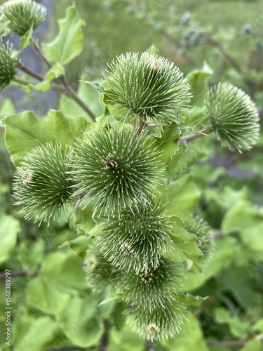 Close-up of green burdock plant