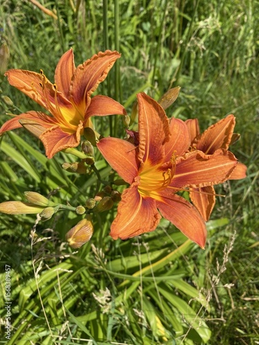 Vibrant orange daylilies blooming in a sunny garden.