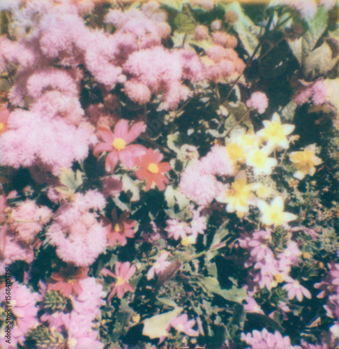 flowers in the garden