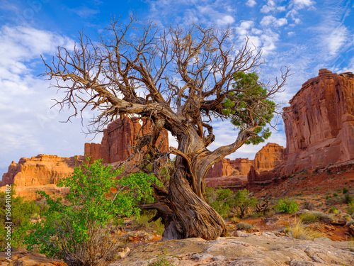 Tree in Park Avenue