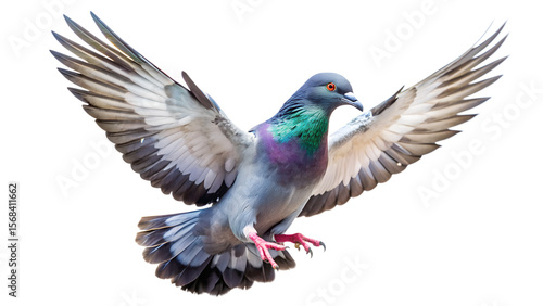 A pigeon flying with wings spread isolated on transparent background