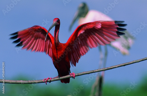 Bild auf Leinwand Ibis rouge-Eudocimus ruber