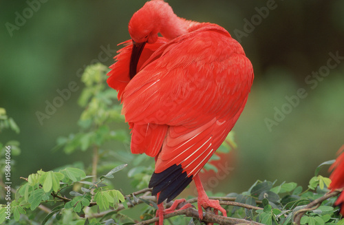 Bild auf Leinwand Ibis rouge-Eudocimus ruber
