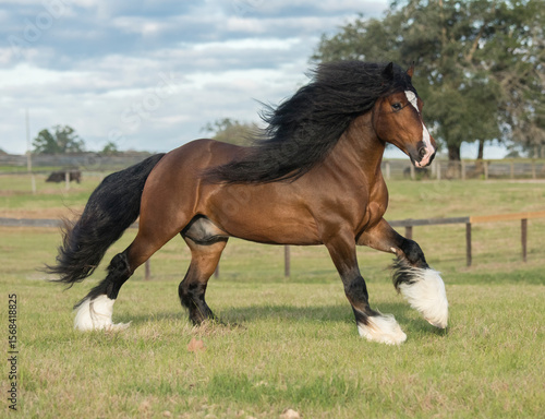Adult male Gypsy Vanner Horse stallion runs across field