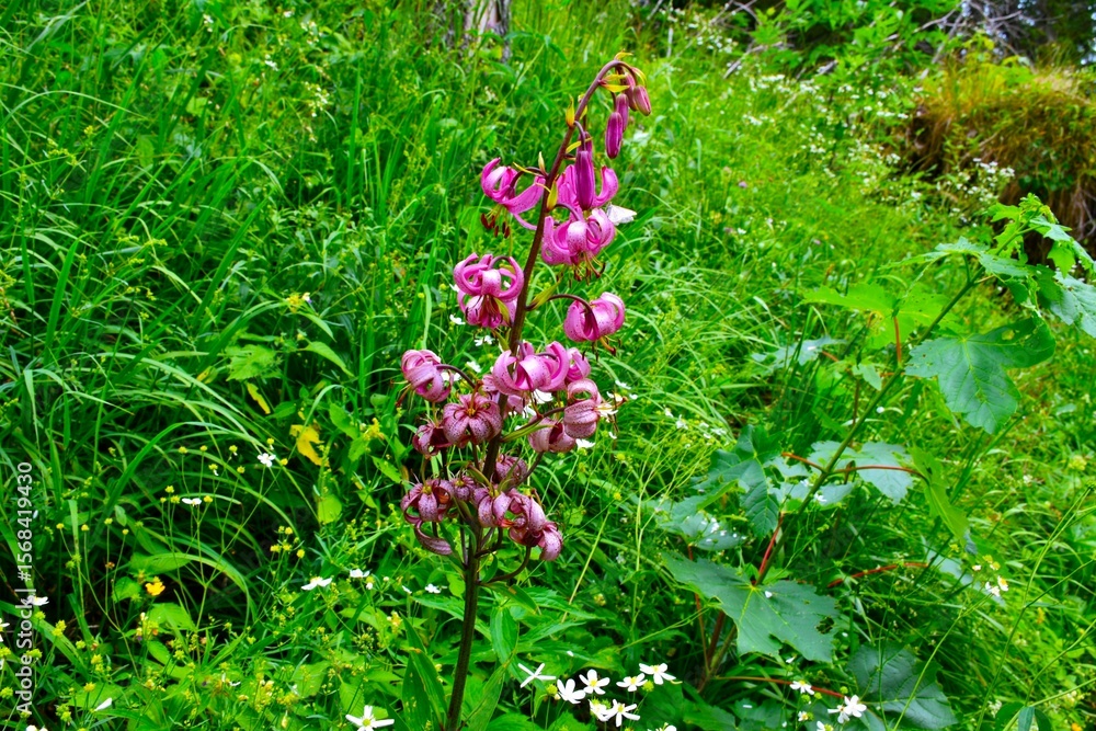 Fototapeta premium Pink blooming martagon lily (Lilium martagon) flower
