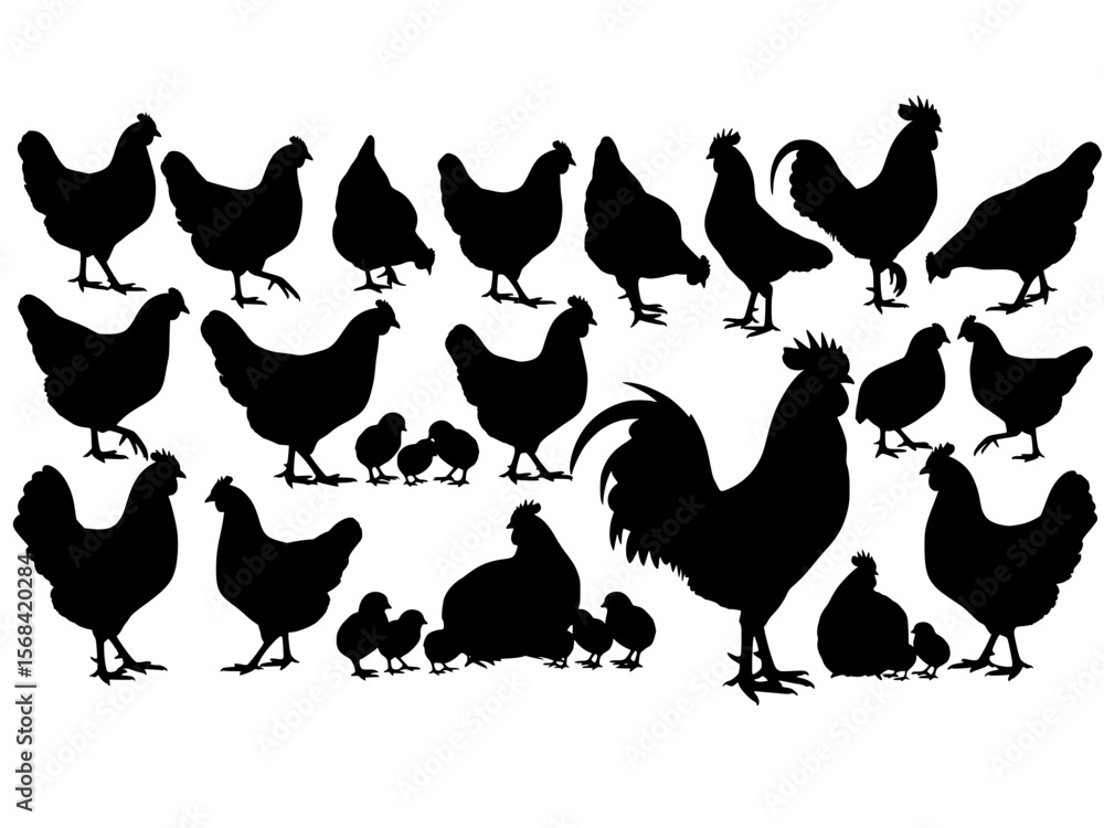Fototapeta premium Collection of black chicken and chick silhouettes in various poses and sizes isolated on transparent background silhouette