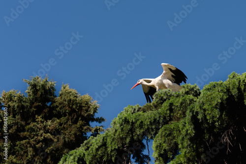 Stork flying. Beautiful picture. Alcala de Hernares, Madrid, Spain.