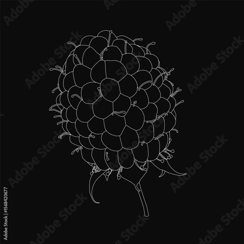 A plump black raspberry stands out vividly against a dark background, showcasing its textured surface and glossy sheen. The high contrast highlights the fruit's rich color and delicate details.